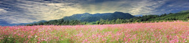 宇宙全景花田图片下载