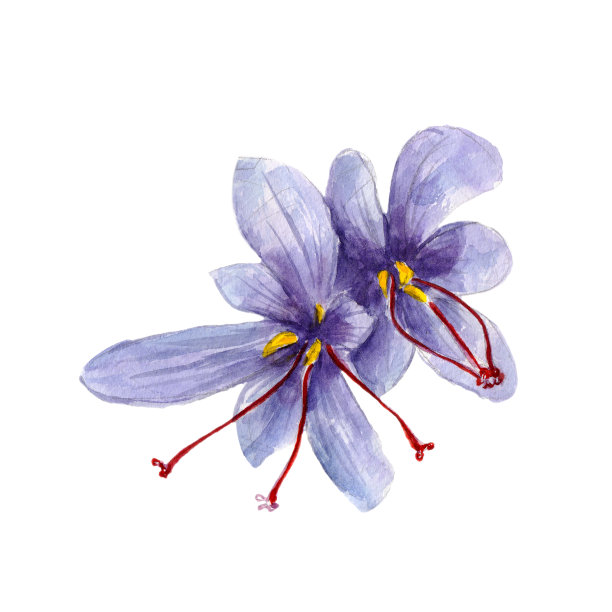 藏红花图片素材ID：159792826