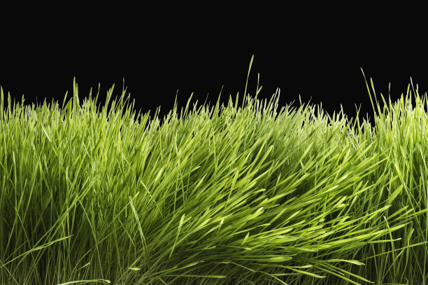 孤立背景上的绿小麦图片下载