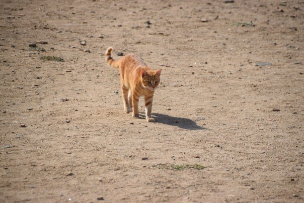 吃甜点的猫图片下载