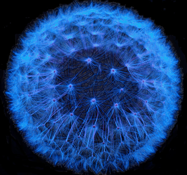 蓝色的花图片下载