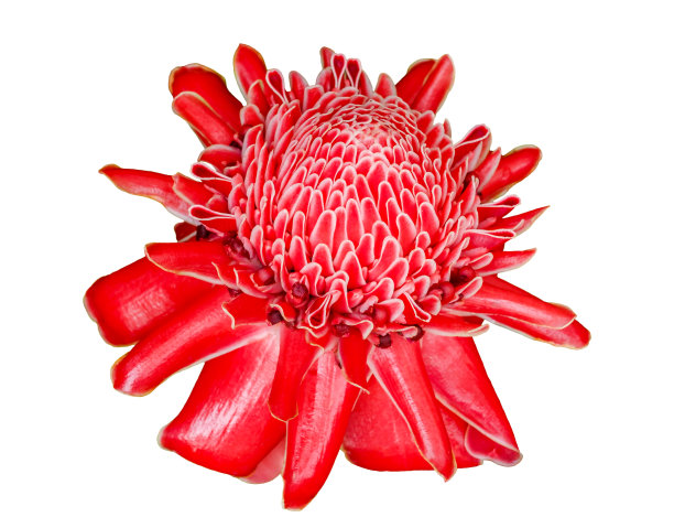 火炬姜花图片下载