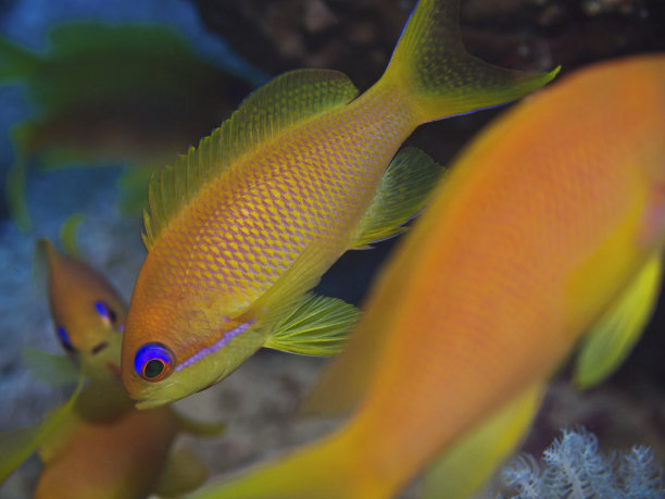 珠宝仙女鲈图片下载