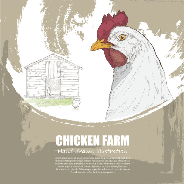 养鸡场的背景。图片下载