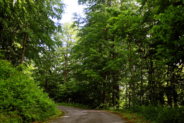 秋天森林景观，印地安夏天图片下载