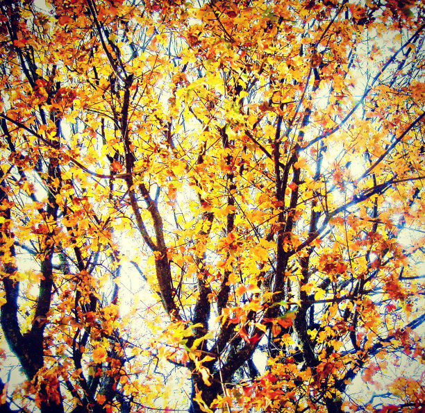 透过树叶的光图片下载