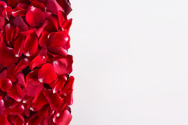 垂直的边界从玫瑰花瓣图片下载