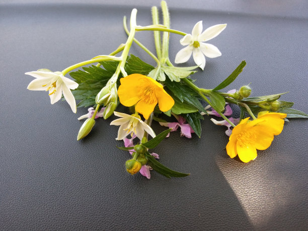 明亮的春天背景与黄色和橙色的花图片下载