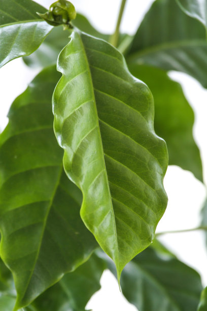 咖啡植物叶子上图片下载