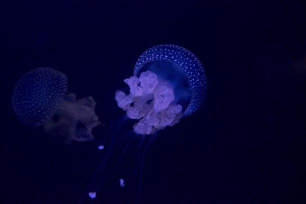 蓝色的水母图片下载