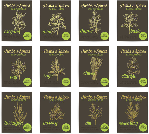 矢量手绘烹饪药草和香料海报集图片下载