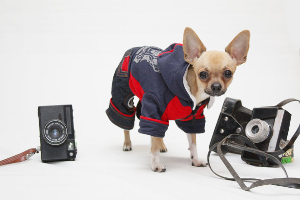 蓝色西装的吉娃娃狗图片下载