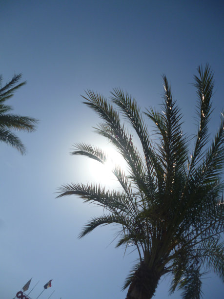 棕榈树和太阳图片下载