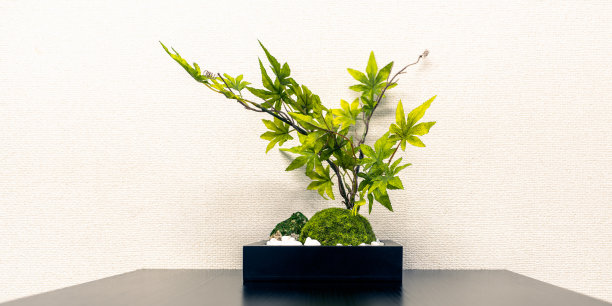 办公室里的观叶植物素材图片