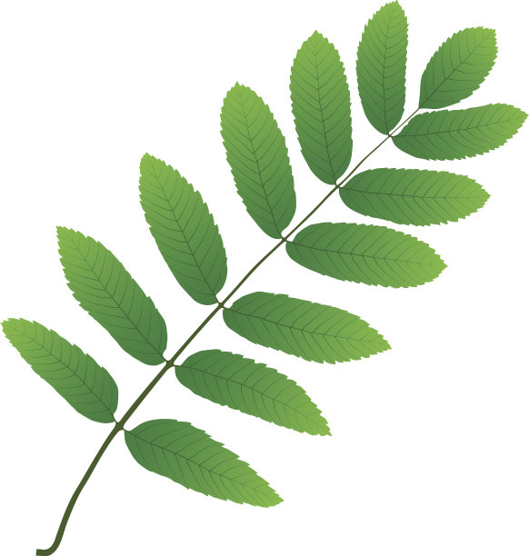 花楸叶图片下载