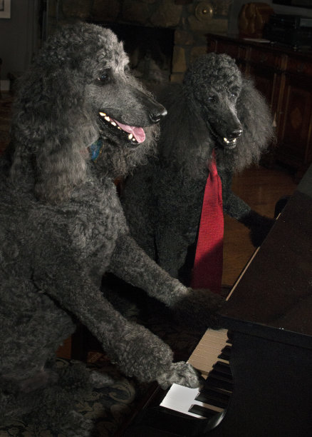 贵宾犬的钢琴独奏图片下载