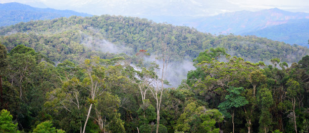 雨后热带森林全景图片下载