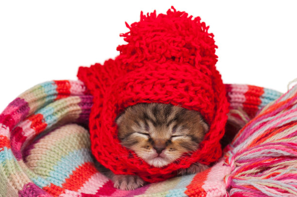 新生儿的小猫图片下载