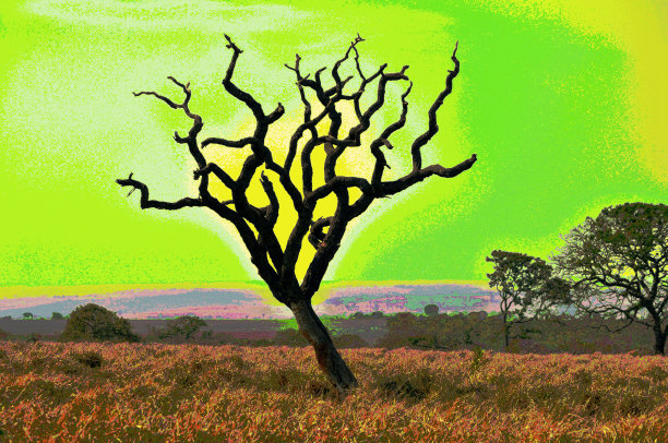 迷幻的树图片下载