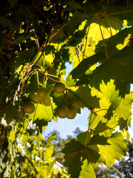 野生麝香葡萄葡萄图片下载