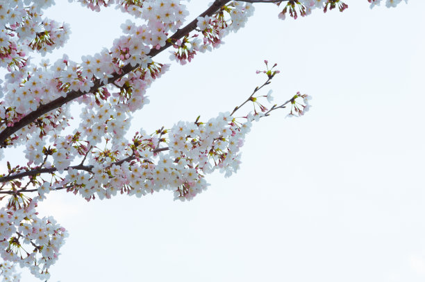 美丽的樱花在春天的时候在蓝色的天空。图片下载