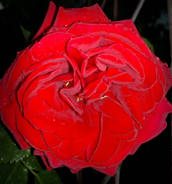 红玫瑰图片下载