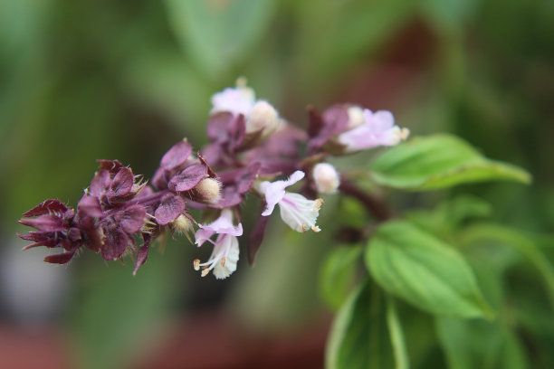 泰国罗勒图片下载