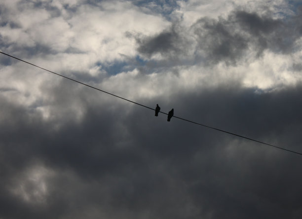 两只鸽子图片下载