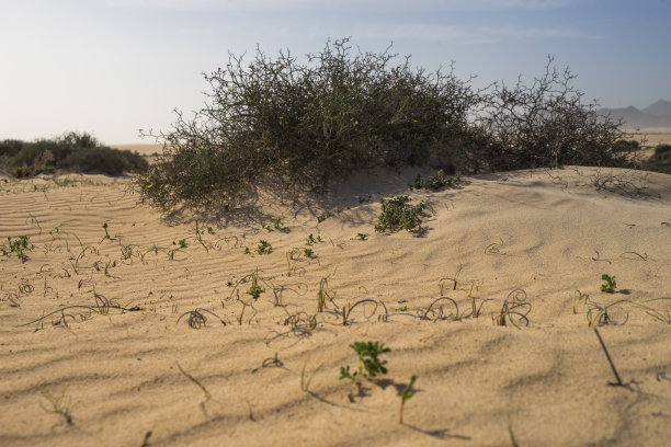 绿色的草生长在沙丘上图片下载
