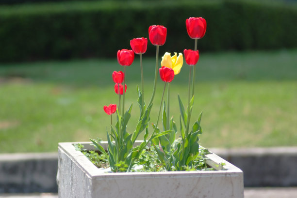 盆栽郁金香图片下载