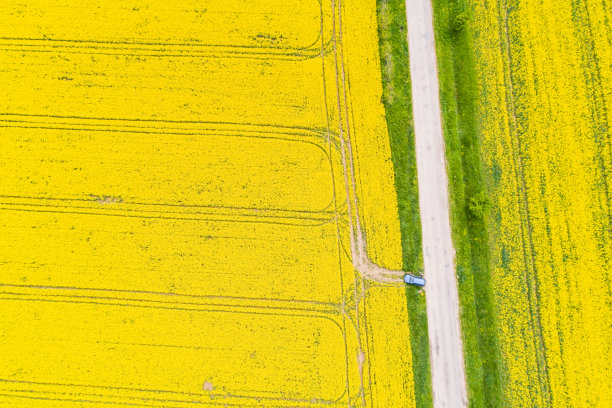 油菜田鸟瞰图图片下载