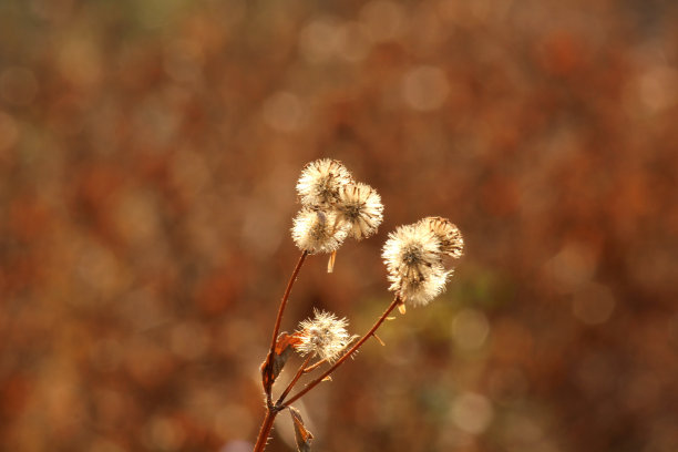 草特写图片下载