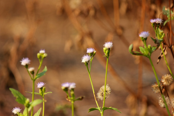 草特写图片下载