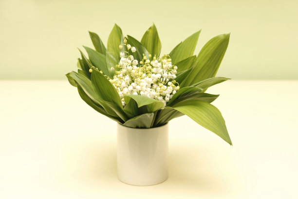 婚礼上送给新娘一束白色的百合花图片下载