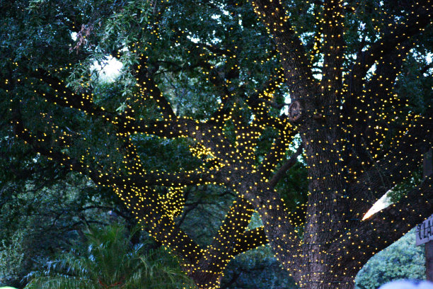 树照明图片下载