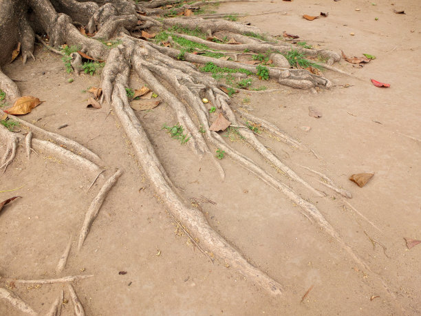 树根在很长一段时间里都是树的背景。图片下载