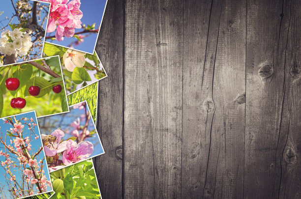 春天的照片拼贴在木制的背景图片下载