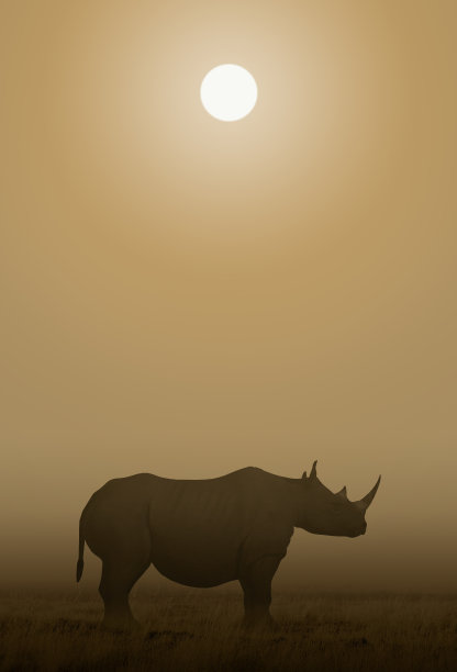 非洲犀牛Sawanna图片下载