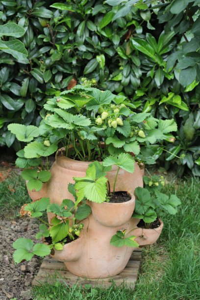 草莓,草莓图片下载