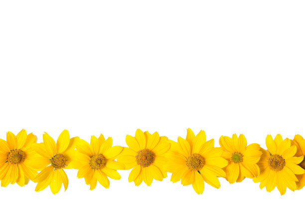许多黄花孤立在白色背景上。金色夏季花的特写照片。设计方案。为贺词留出空间。图片下载