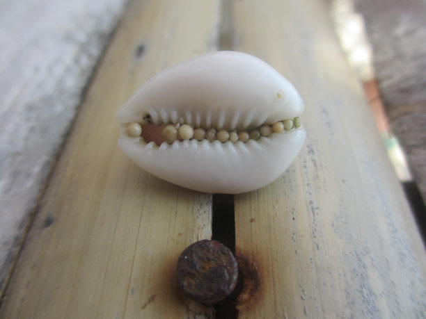 用钉子钉上珊瑚片的贻贝图片下载