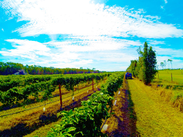 葡萄园施肥图片下载