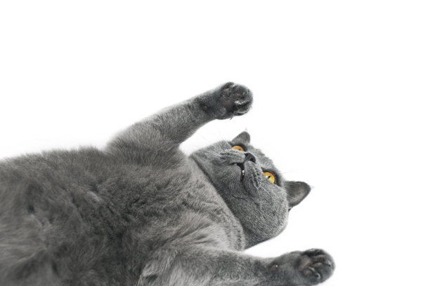 守门员位置的英国短毛猫图片下载