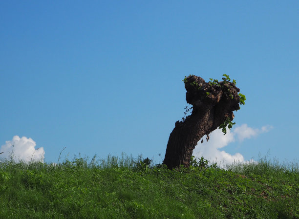 桑树上的蓝色狡猾的背景图片下载
