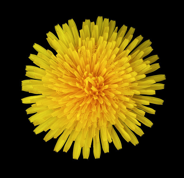 黑色背景上的黄色蒲公英花朵（带裁剪路径）图片下载