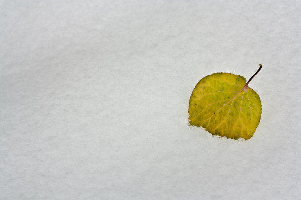 树叶在雪地上的大自然图片下载