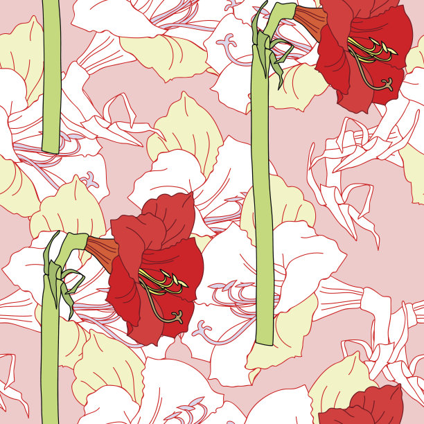 无缝隙的图案与红白的孤挺花图片下载