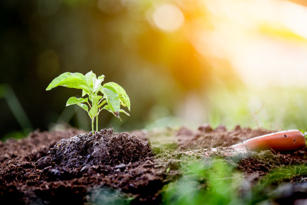 用铲子在土壤中生长的幼苗图片下载