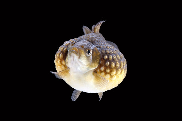 水族箱中的金鱼素材图片