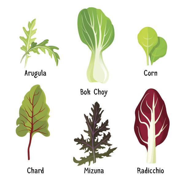 套健康食用香草绿色芝麻菜，白菜，玉米图片下载